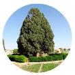 سرو استوار